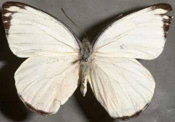 Media type: image;   Entomology 16617 Aspect: habitus dorsal view